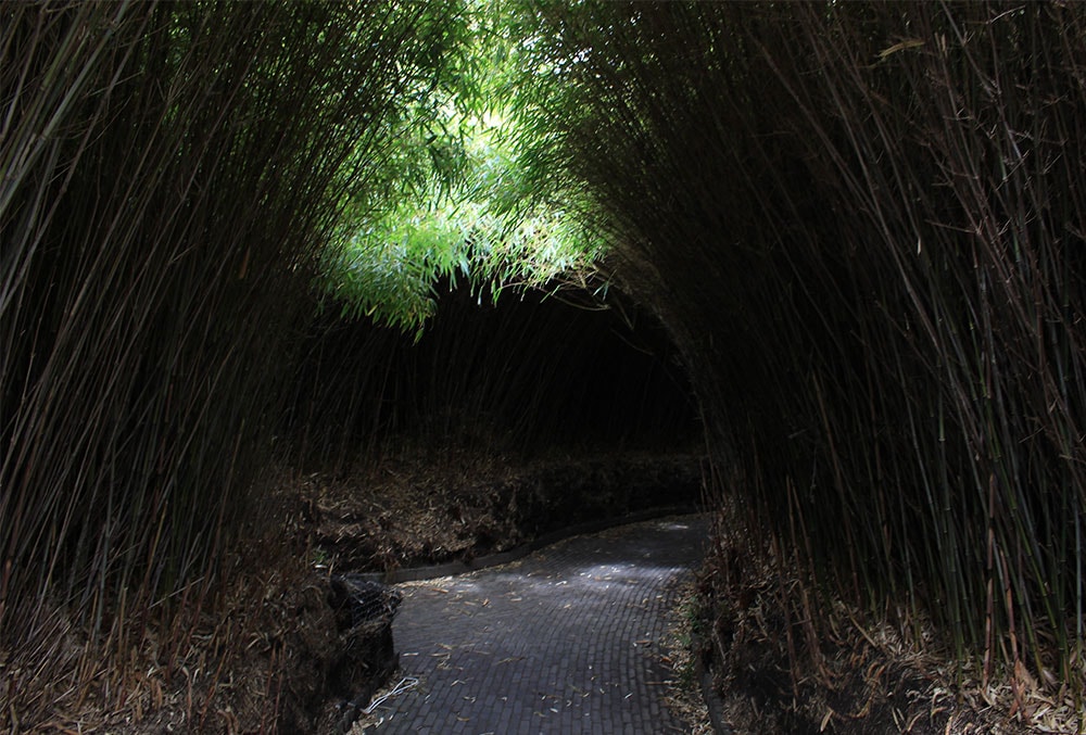 Alnwick Garden - a garden of fairy tales