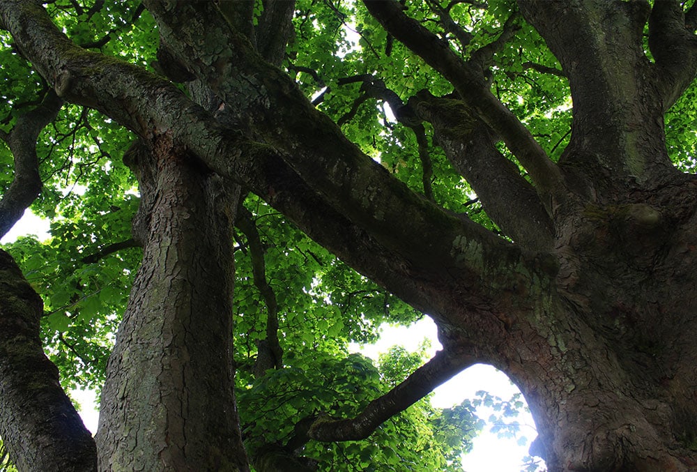 Alnwick Garden - a garden of fairy tales